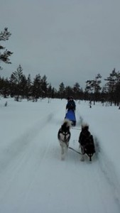 Syöte 2016