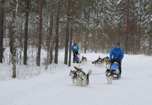 ALMA talvipäivien kilpailulähtö 2013. Manta, Aatu ja Ukko