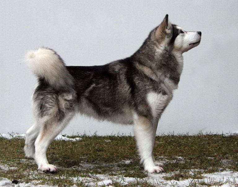 Ronja