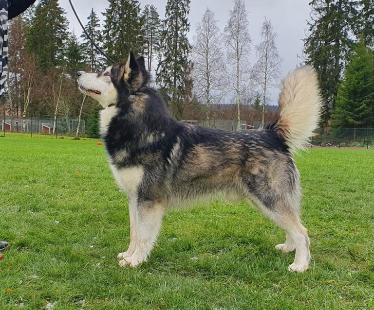 Taavi
