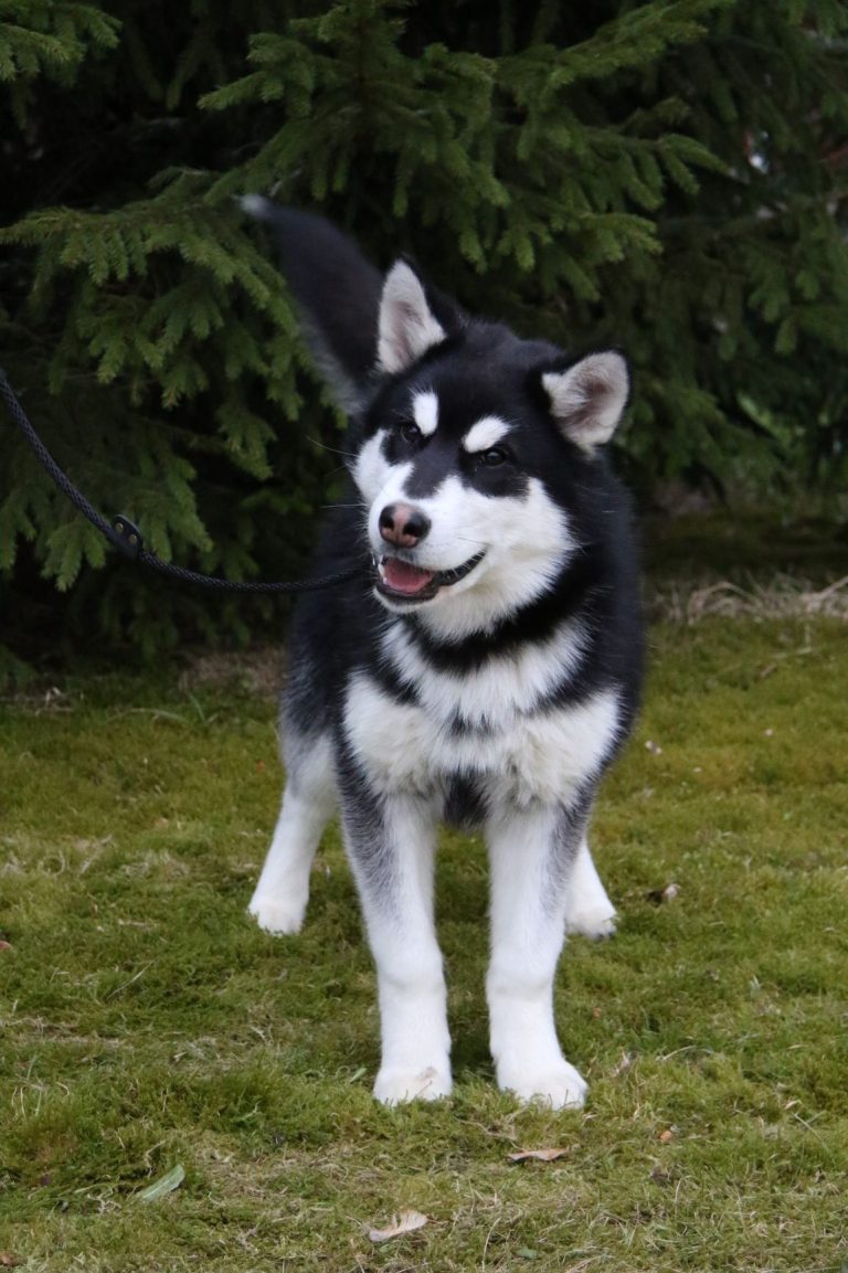 Cosmo