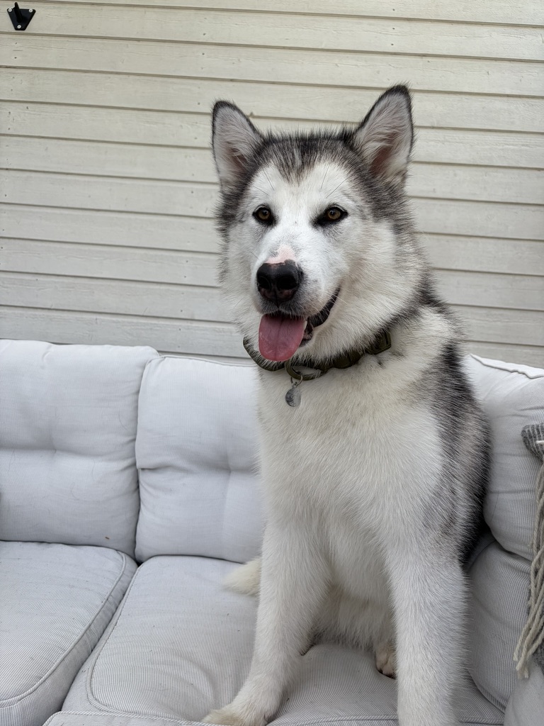Tytti