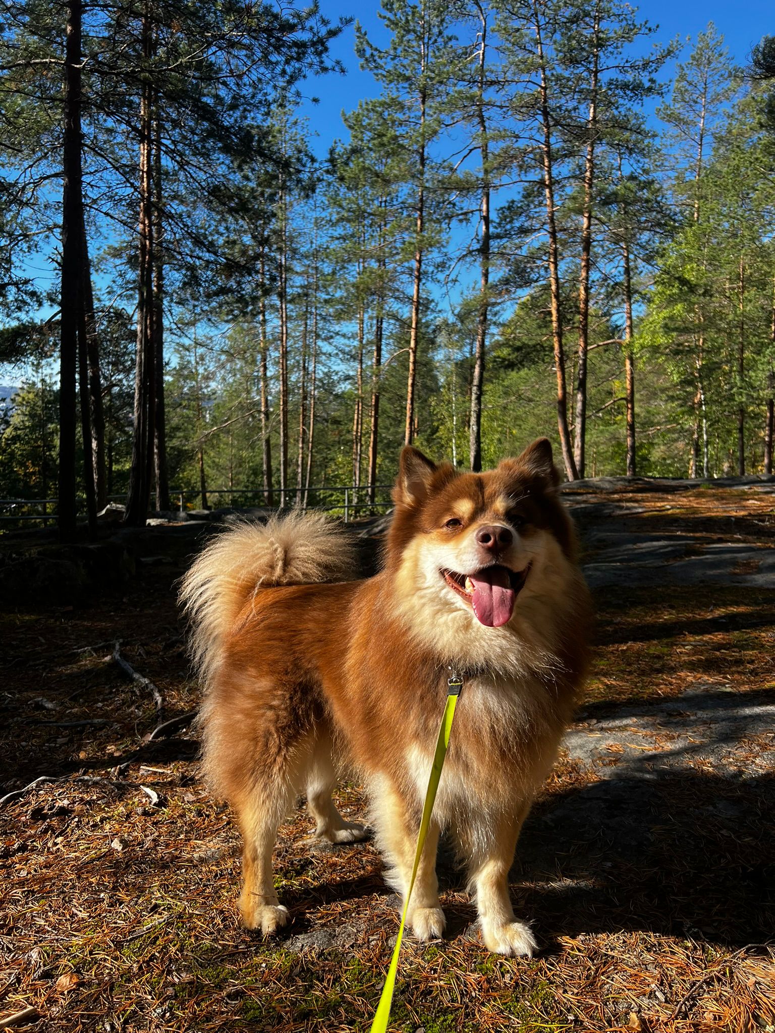 Ataciara Kuutamovalssi