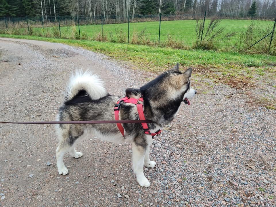 Ataciara Lapin Kesä