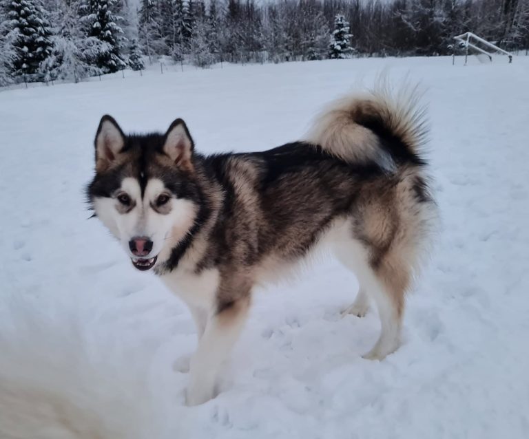 Ataciara Maahinen
