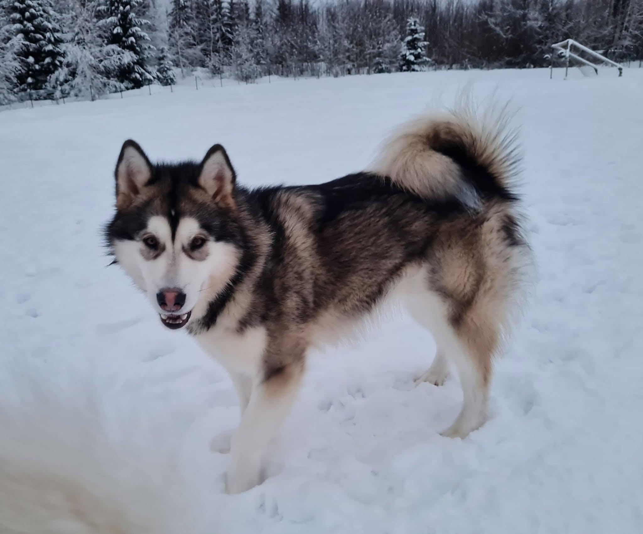 Ataciara Maahinen