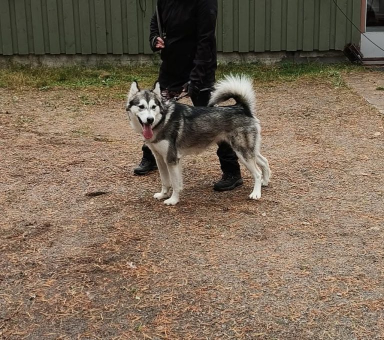 Ataciara Sateen Säveliä