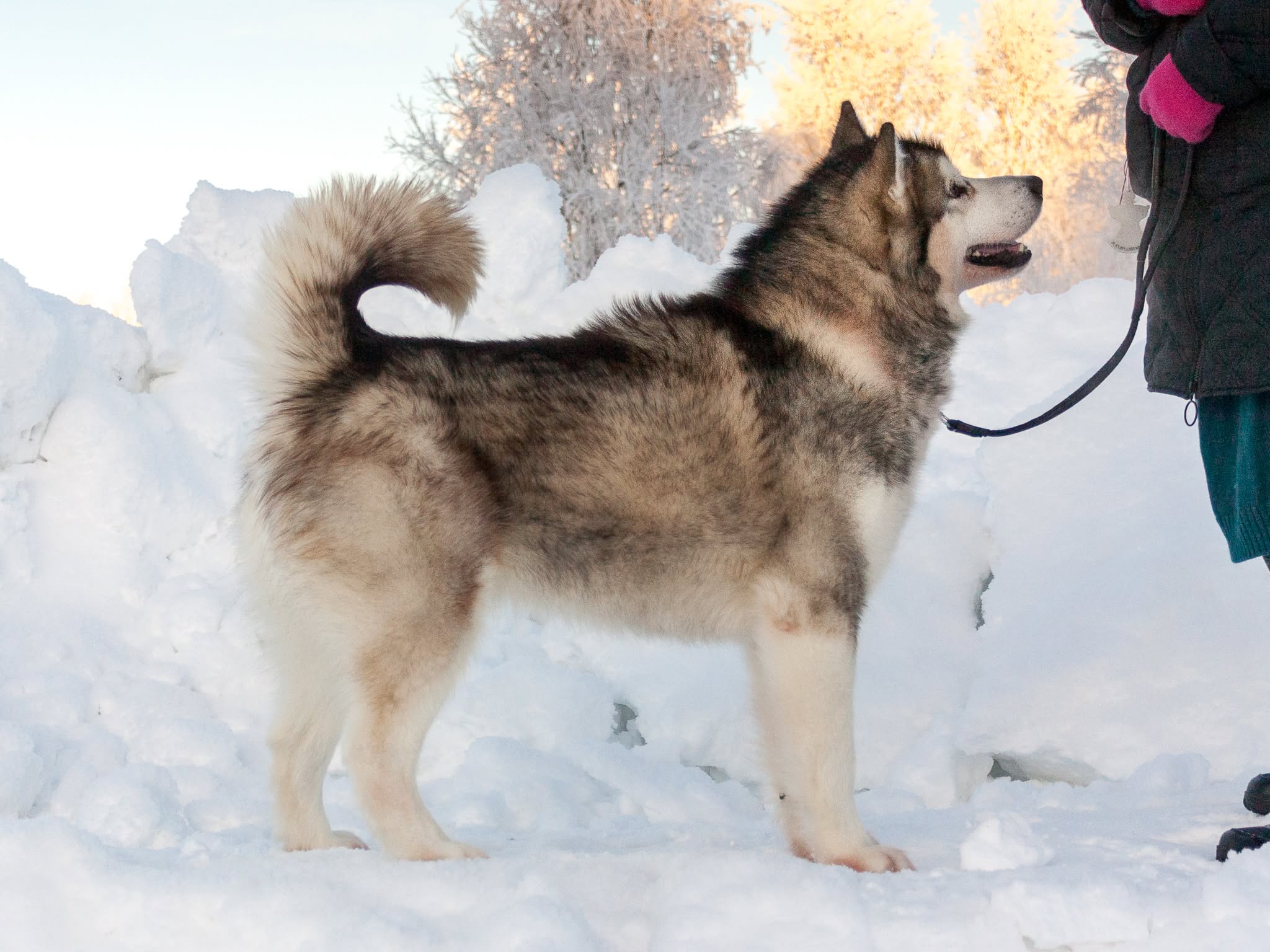 Valkohangen King Boreas