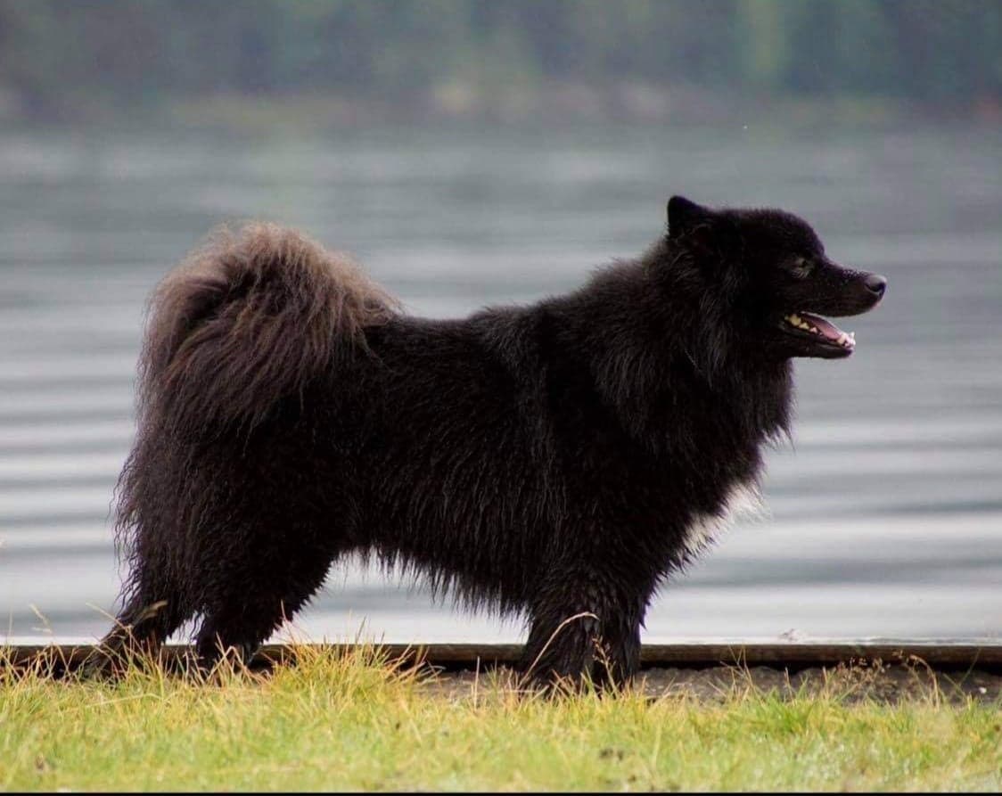 Wielgat Viirko Bearas Beana