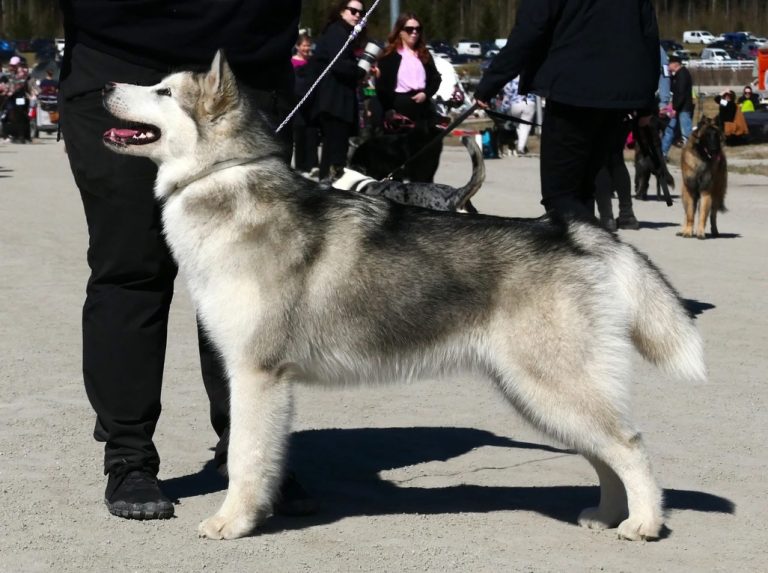 Ataciara Kuunsäde (Tytti)