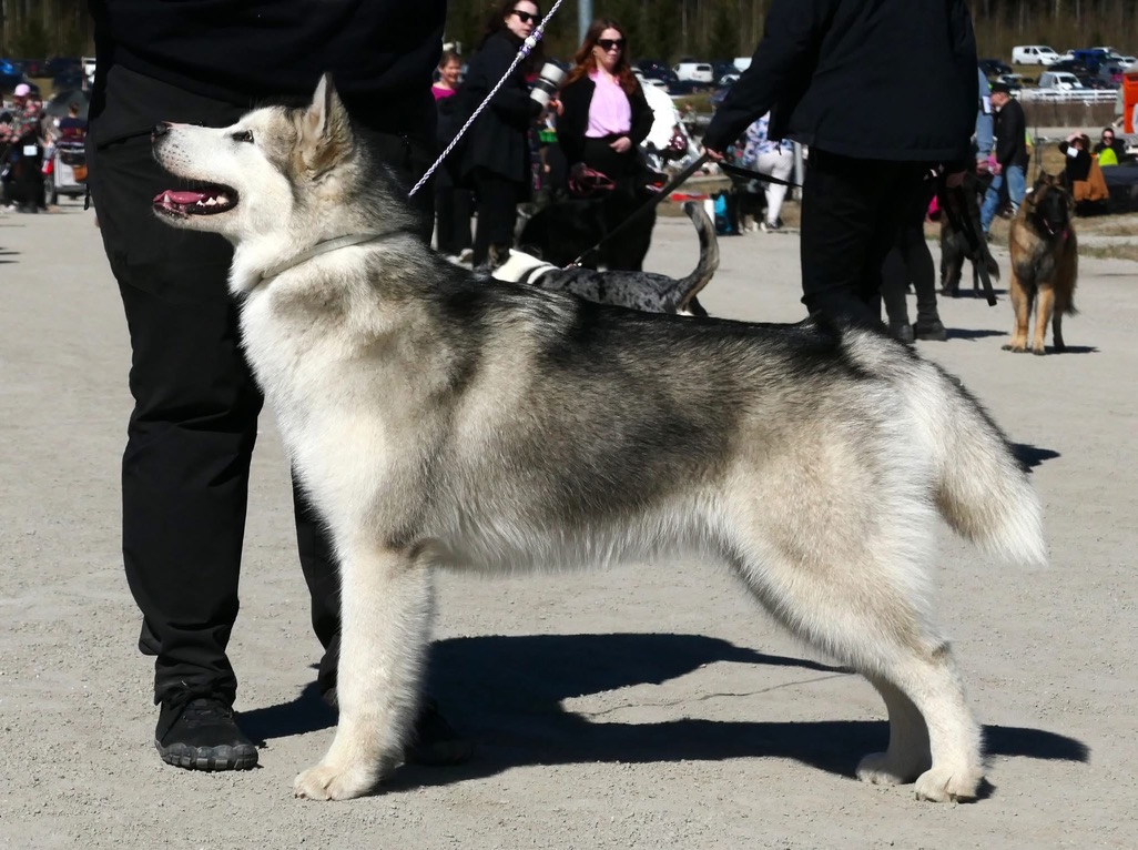 Tytti näyttelyssä